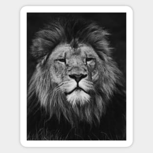 Lion | Unique Beautiful Travelling Home Decor | Phone Cases Stickers Wall Prints | Scottish Travel Photographer  | ZOE DARGUE PHOTOGRAPHY | Glasgow Travel Photographer Sticker